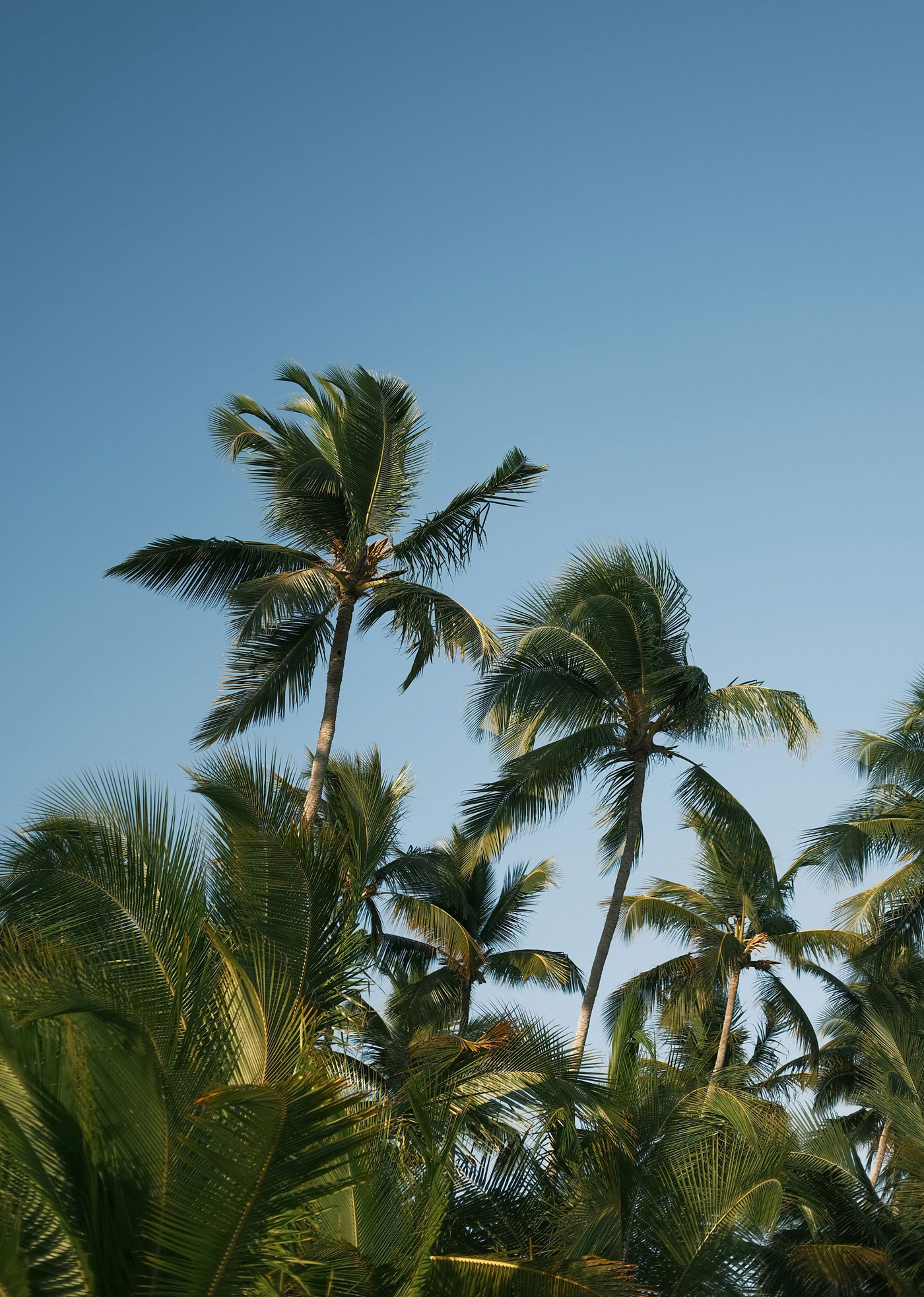 palmtrees3