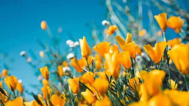 spring_flowers