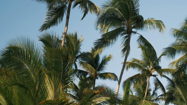 palmtrees